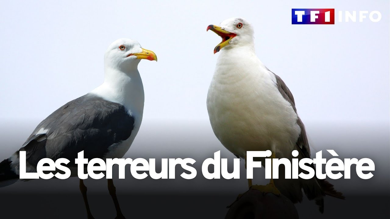 Un couple de goélands sème la terreur dans le Finistère