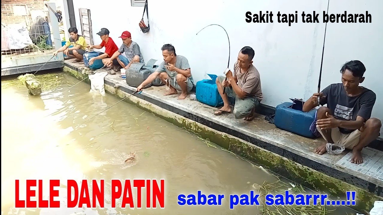 MANCING PATIN DAN LELE // HARUS KUAT MENTAL‼️