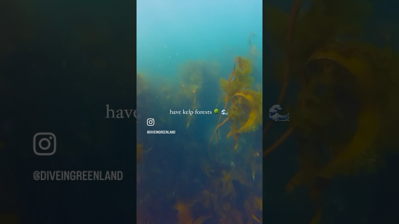 #underwaterworld #earthfocus #photography #diving #natgeo# #kelp #forest #greenland #nature #wildlif