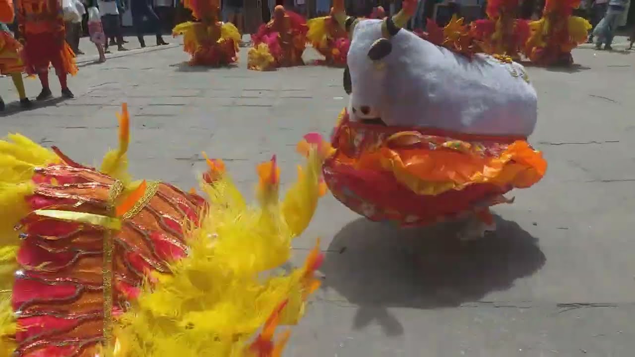 Apresentação Boi Cara Branca de Limoeiro FIG-2022-Garanhuns -PE