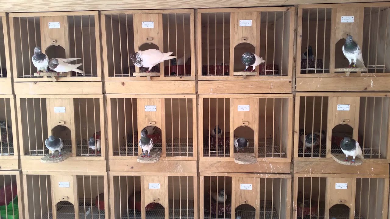 Budapest highflyers pigeons