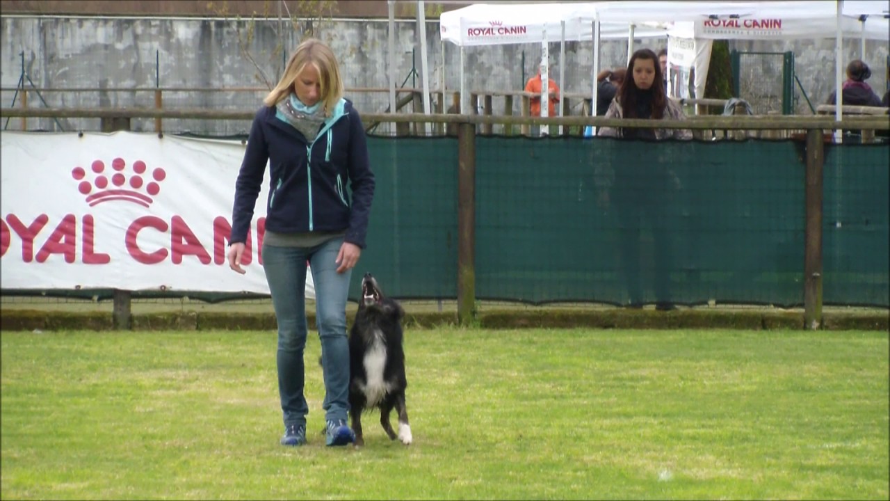 MIND THE DOG LYCAN, 1° cac 295.5 punti, 4° selezione per i Mondiali Obedience 2017