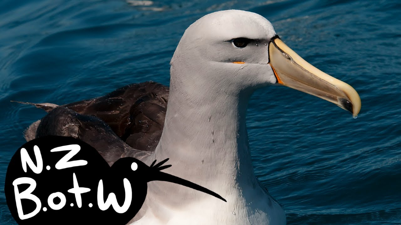 Salvin's mollymawk - New Zealand Bird of the Week