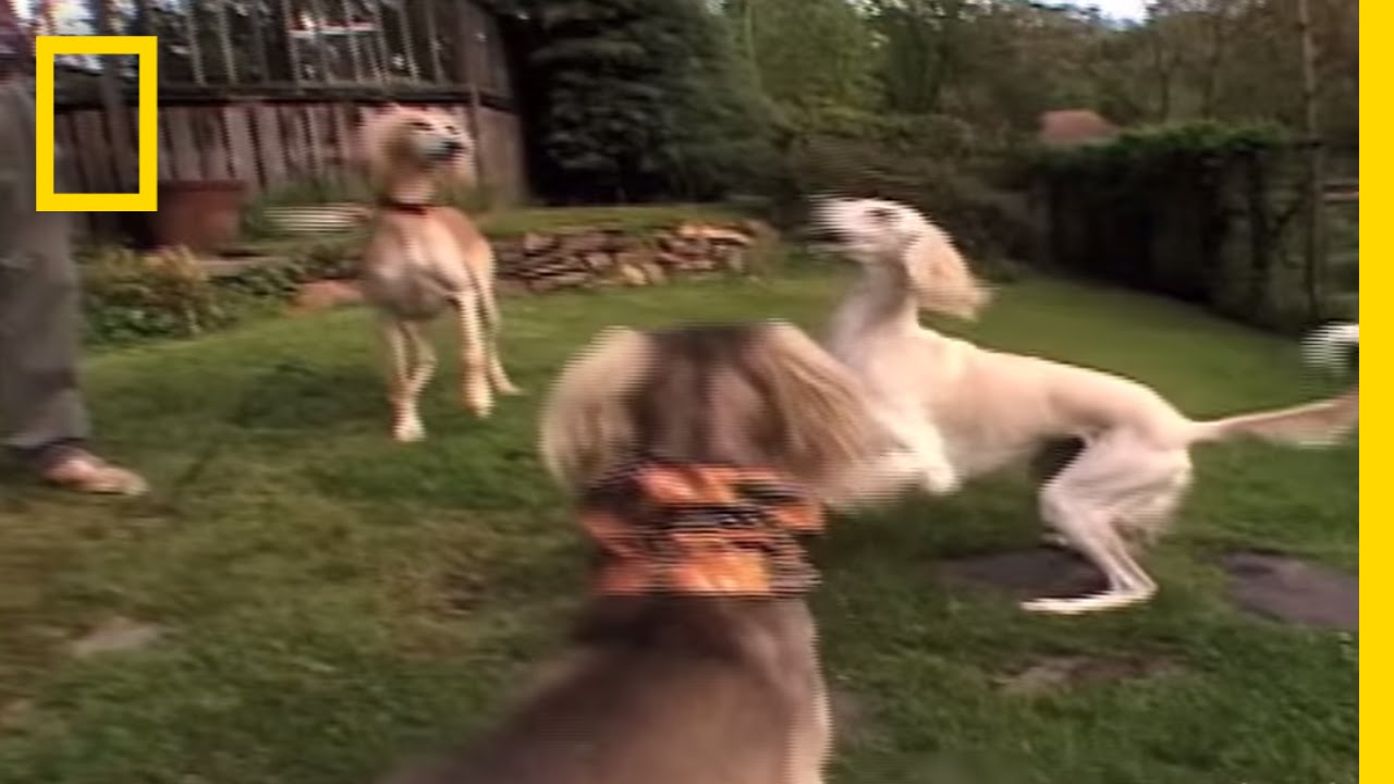 Pampered Pooches | National Geographic