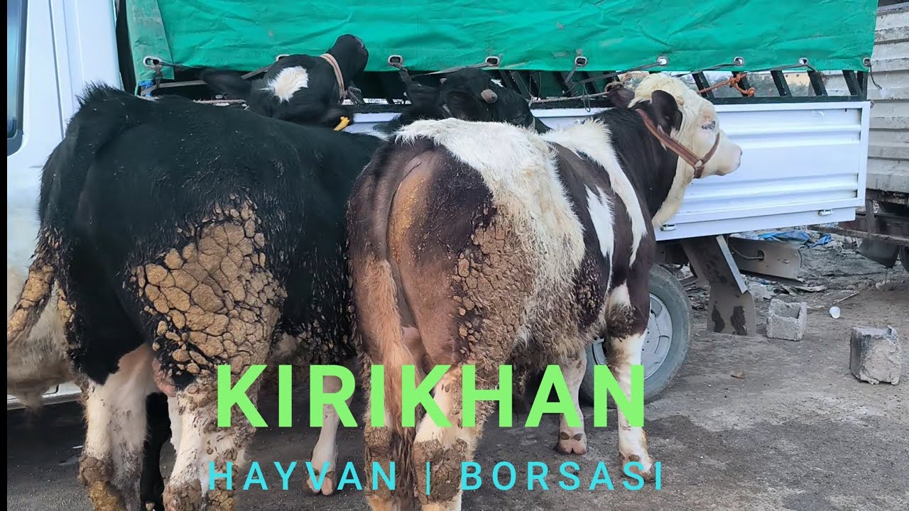 ~~~14.02.2024~~~HATAY KIRIKHAN CANLI HAYVAN PAZARI~~~#hayvanpazari #simental #köyhayatı#hayvancılık