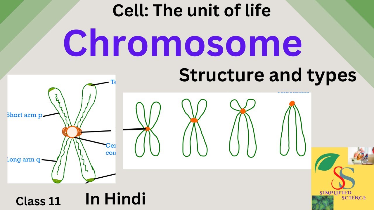 Chromosome: Structure and Types, Cell : The unit of life,class 11,Hindi easy!
