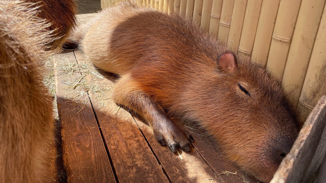 池田動物園