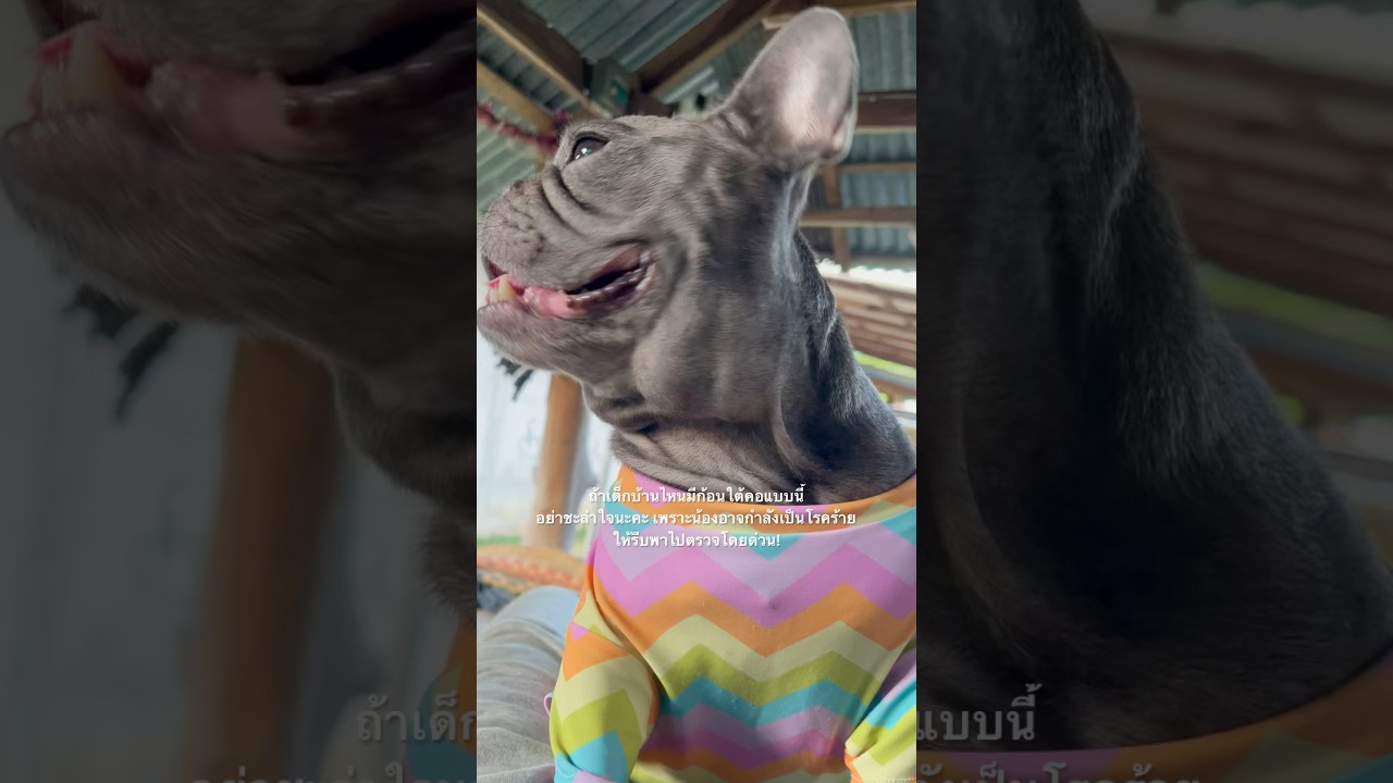 ก้อนที่เห็นคือมะเร็งต่อมน้ำเหลือง เป็นก้อนที่ผ่าไม่ได้รักษาด้วยเคมีบำบัดเท่านั้น 