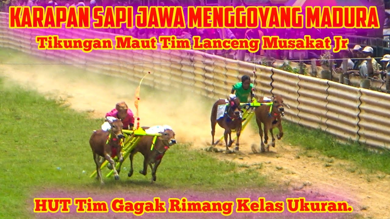 Karapan Sapi Jawa Mengoyang Madura, Tim Lanceng Musakat Jr Berulah | Babak Pertama Kelas Ukuran.