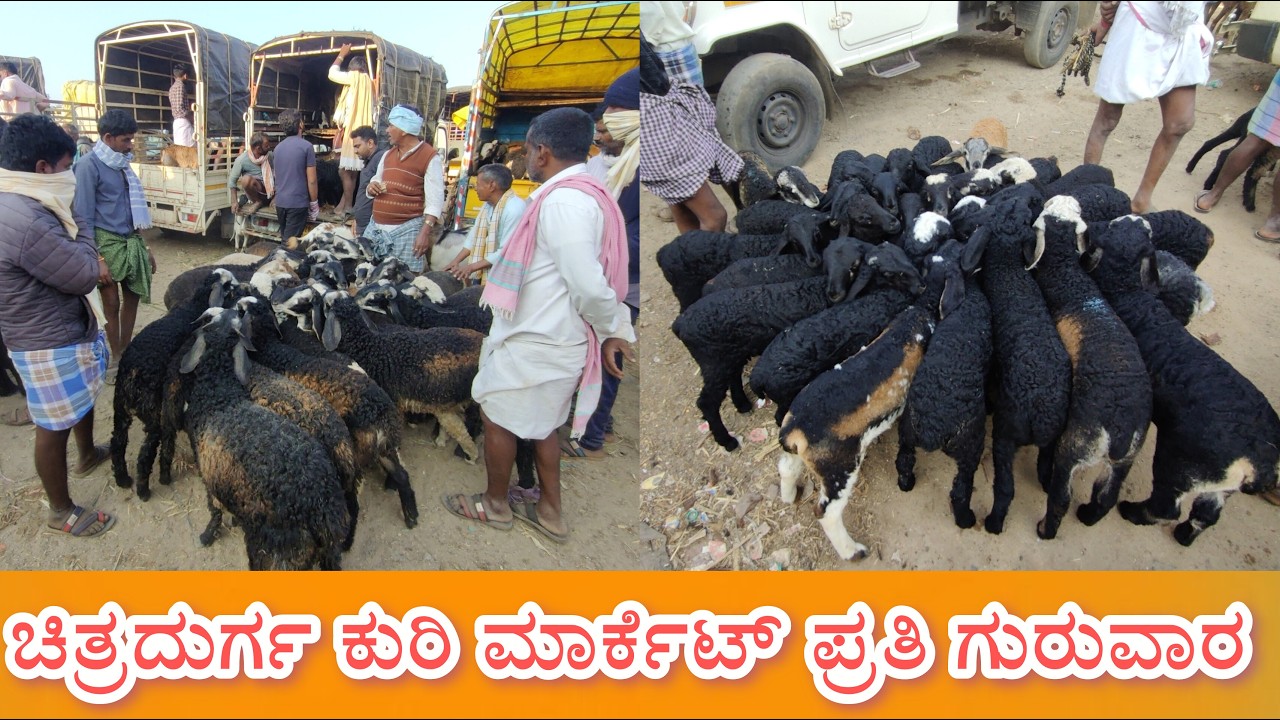 ಚಿತ್ರದುರ್ಗ ಕುರಿ ಮಾರ್ಕೆಟ್ ಪ್ರತಿ ಗುರುವಾರ Chitradurga Sheep Market every Thursday