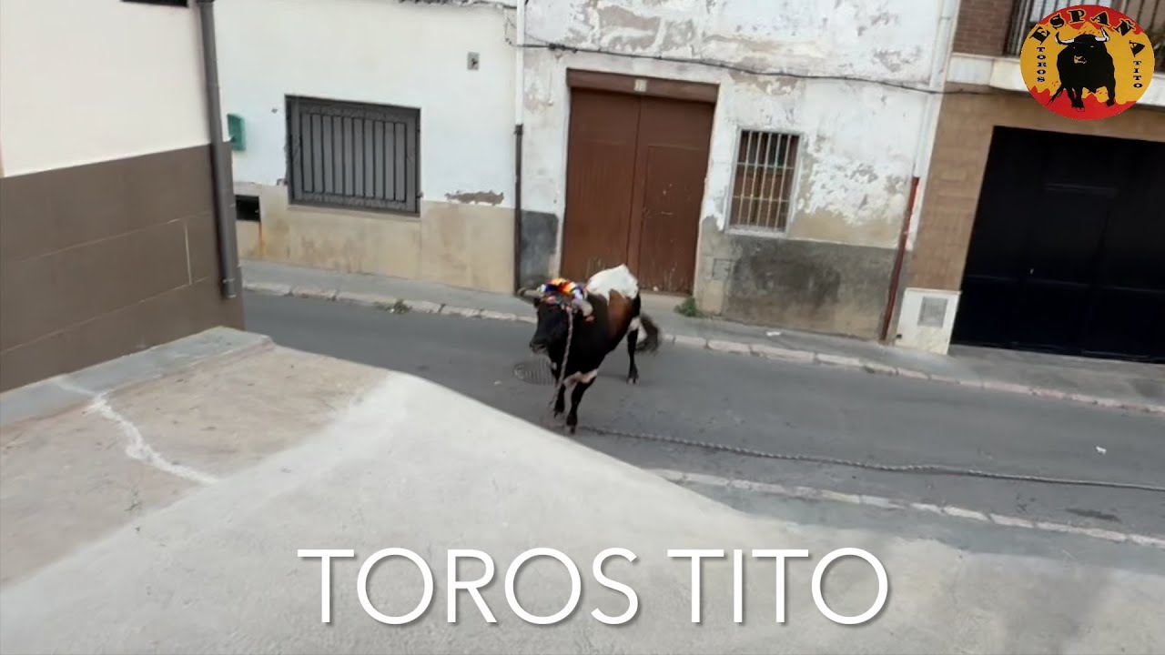 Toro en cuerda Turis 2025, Parejo
