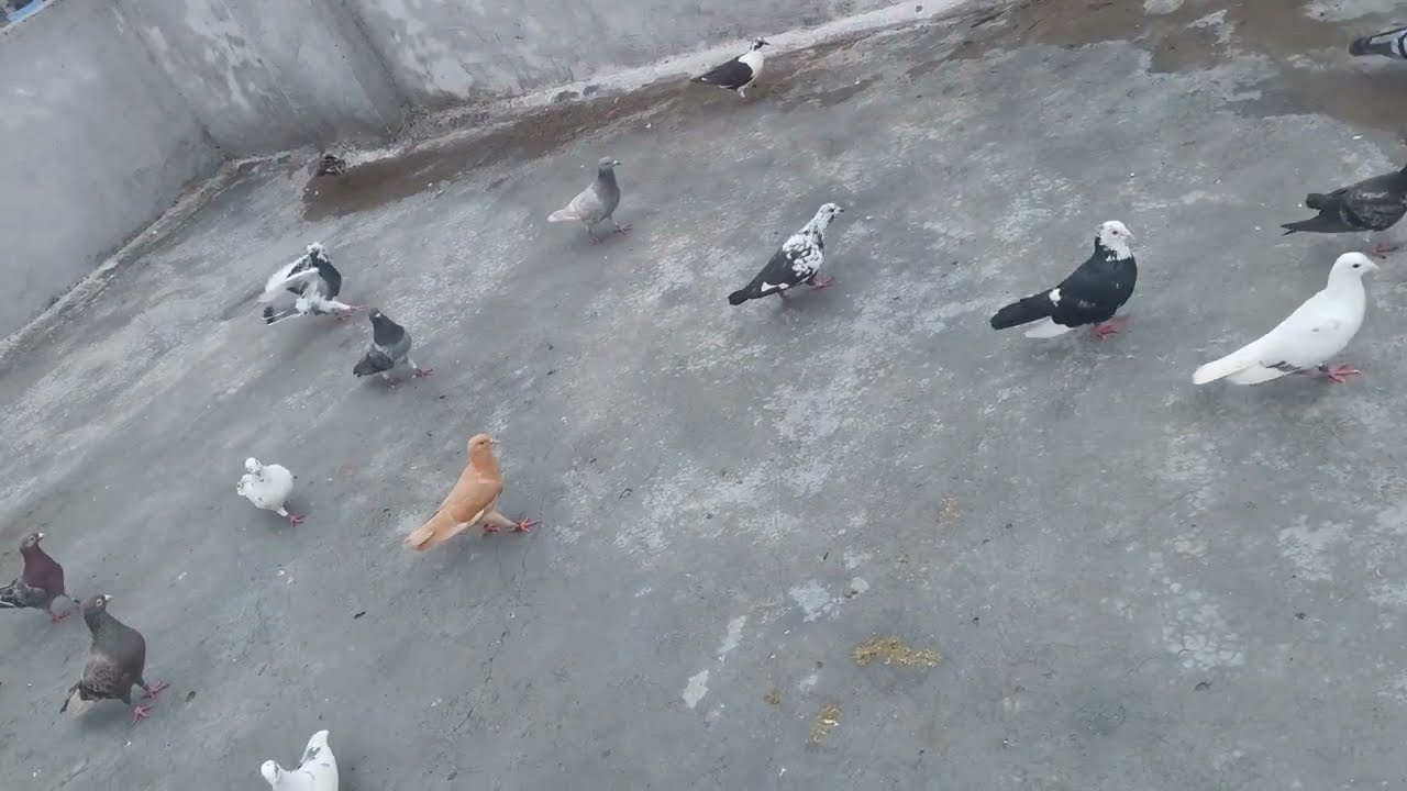 🕊️🕊️subedar ka kabutar a Gaya#viralvideo #kabootarba #viral#sharad#youtubevideo#youtubevideos 