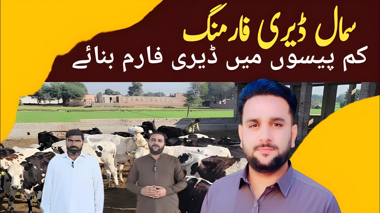 Dairy Farm Investment|Dairy Farm Business Punjab|Best Dairy Farm