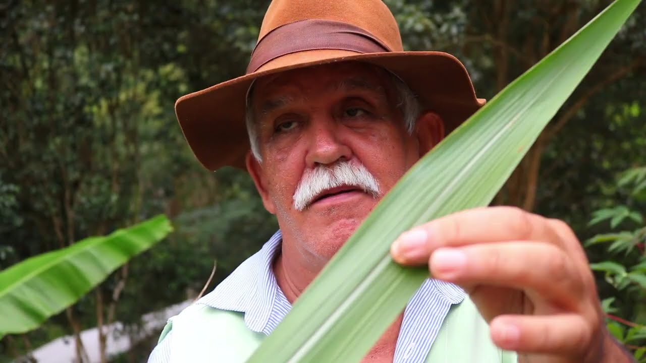 COMO NORMALIZAR A PRESSÃO ALTA RAPIDAMENTE | FAÇA ESSE CHÁ DA FOLHA DA CANA DE AÇUCAR