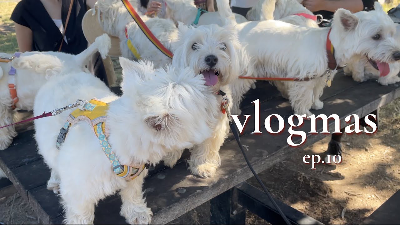VLOGMAS FINALE 西高地狗狗聚会的超治愈时刻|给辛巴洗澡|交换圣诞礼物