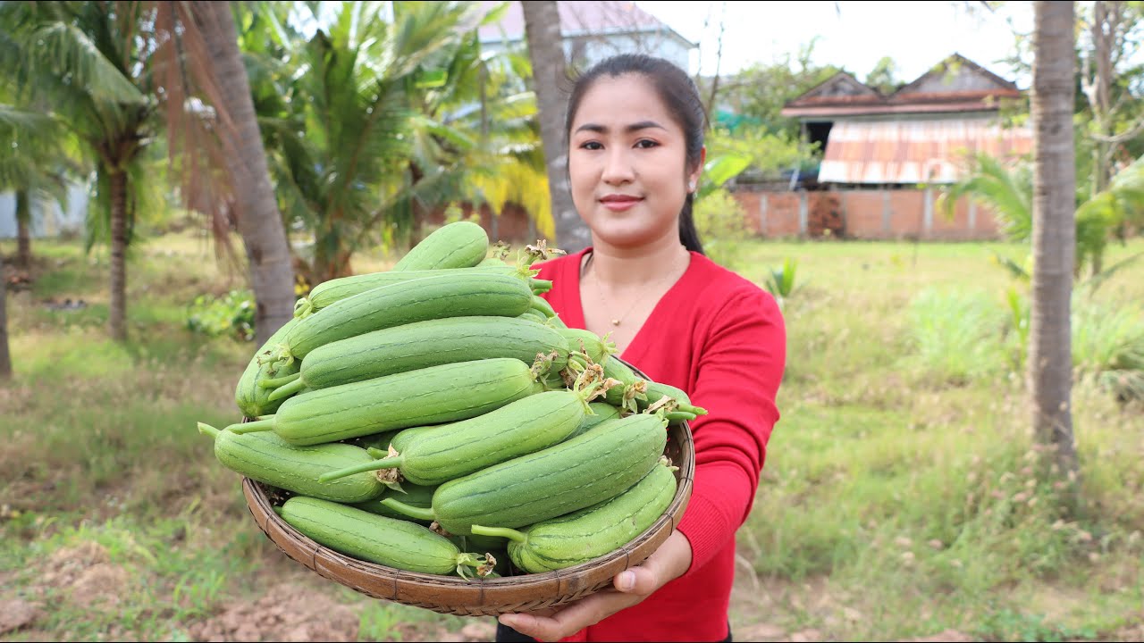 Short sponge gourd is big enough to harvest for cooking - Cooking with Sreypov