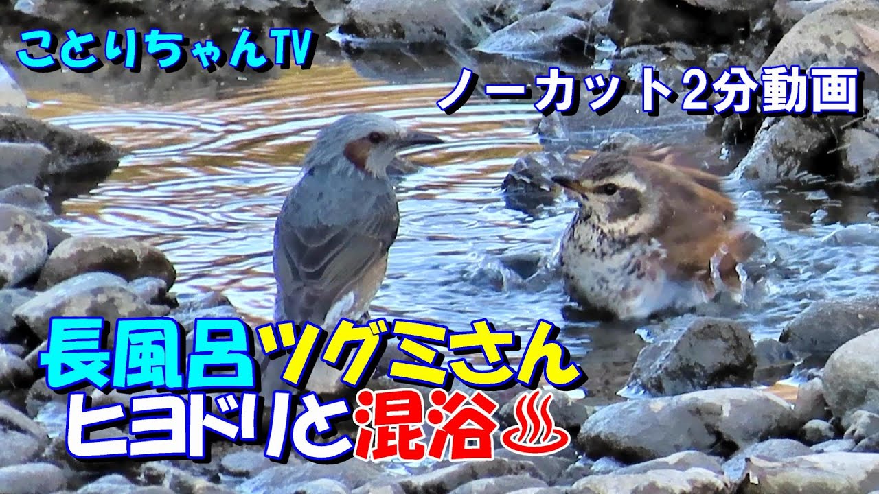 ツグミの長風呂・ヒヨドリとの混浴♨ノーカット2分動画【ことりちゃんTV☆野鳥たちの物語】