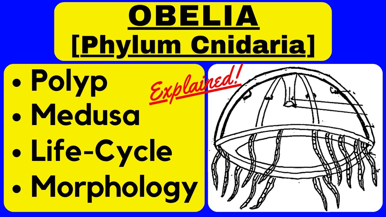 Obelia Morphology and Reproduction | Polyp Colony, Medusa Stages, Life Cycle Phylum Cnidaria Zoology