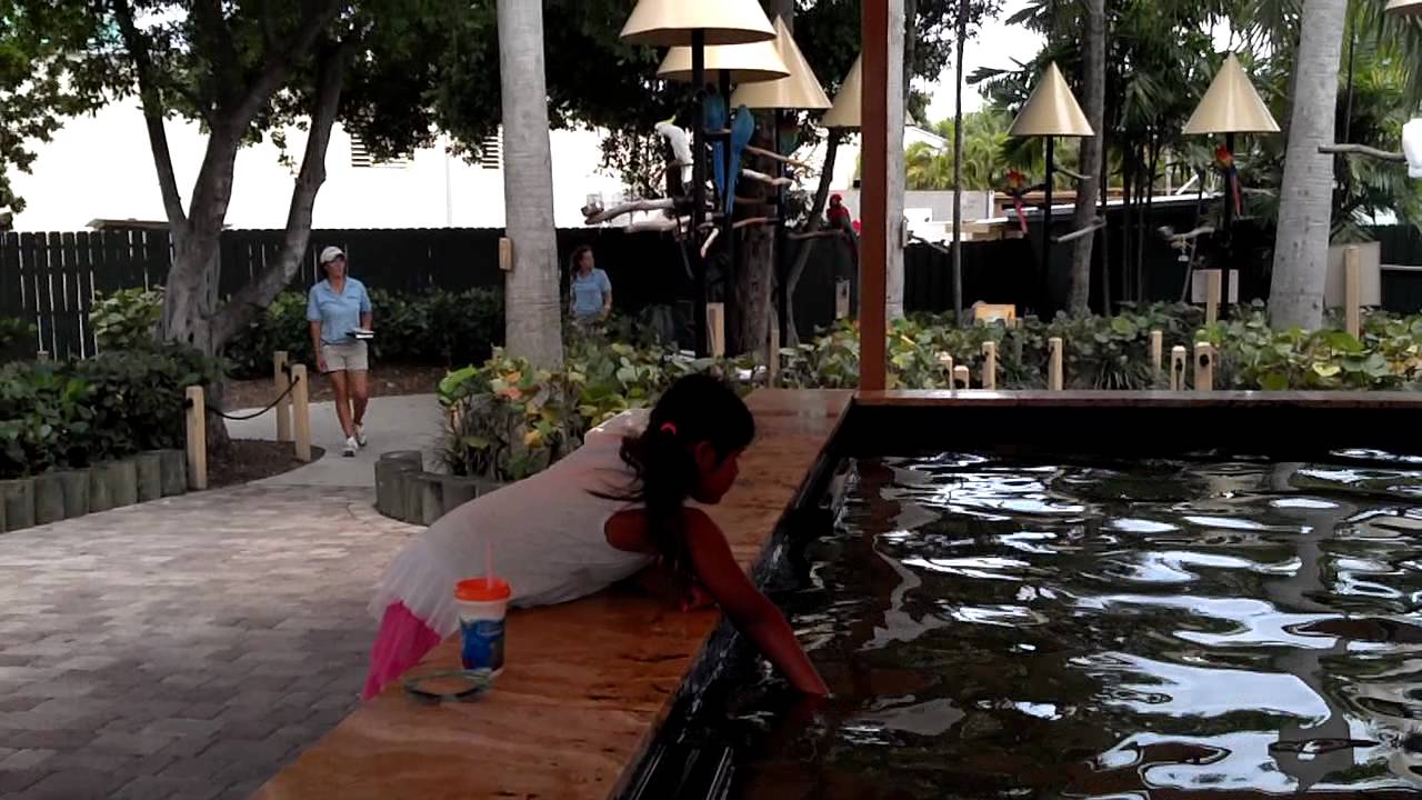 Stingray touch tank