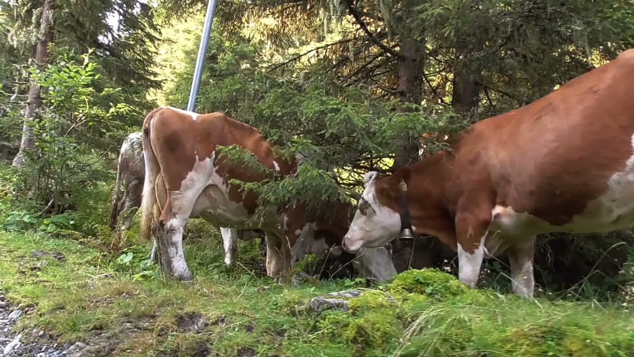 Alpenüberquerung 2/2  2017