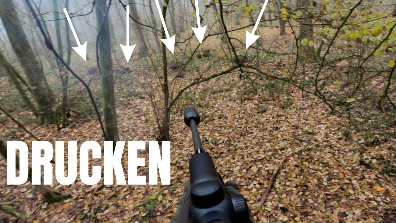Doubl&eacute; de sangliers en Drucken !  -  Drivenhunt  -  Wild boar hunting