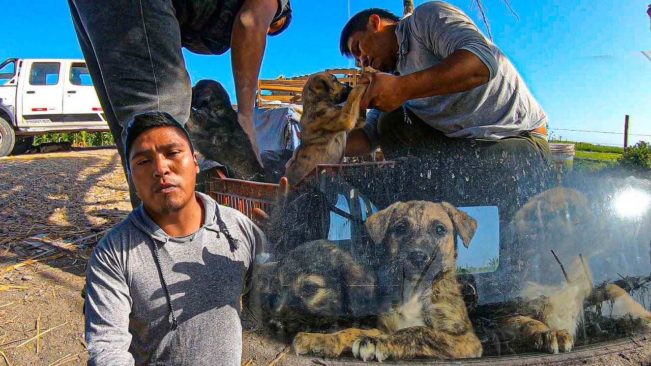 Estos Cachorros estaban abandonado hasta que fueron rescatados y dado en Adopción