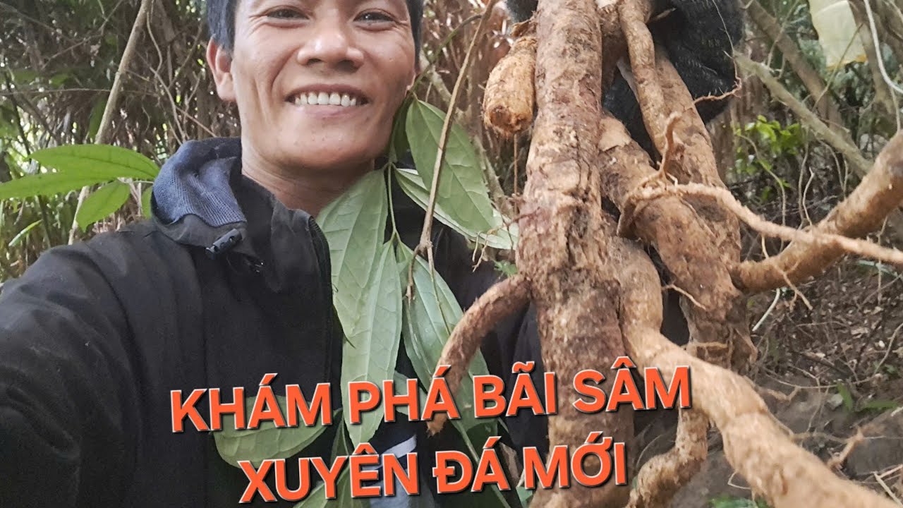 Khám phá bãi sâm xuyên đá mới. Toàn củ đẹp