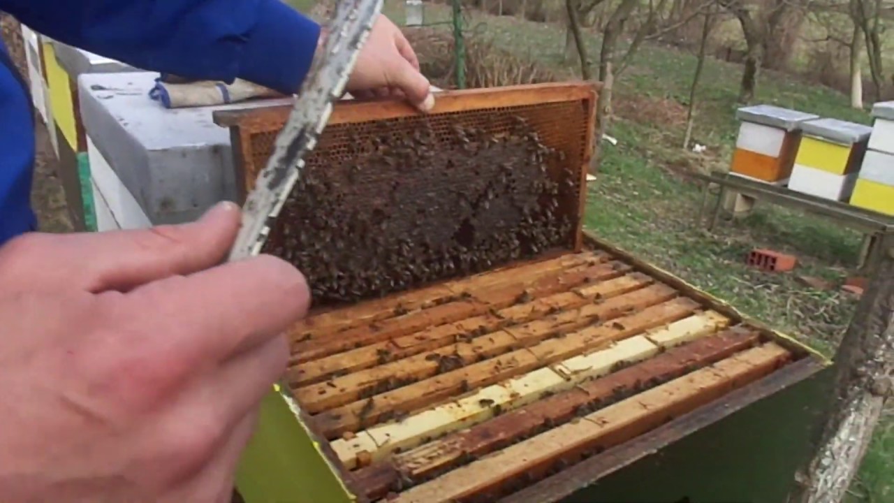 Prvi proljetni pregled, 9. 3. 2019.