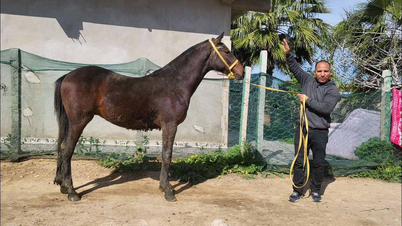 حميدطيكطوك  عندو الهمزة ديال الدراوش الخوت 0678496276