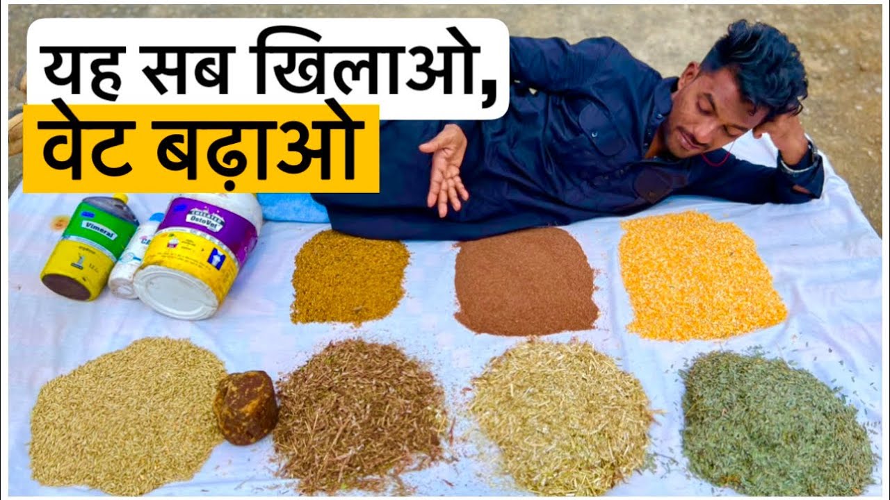 Goat Feed For Weight Gain | Bakro Ki Diet By Choudhary Goat Farm Mumbai