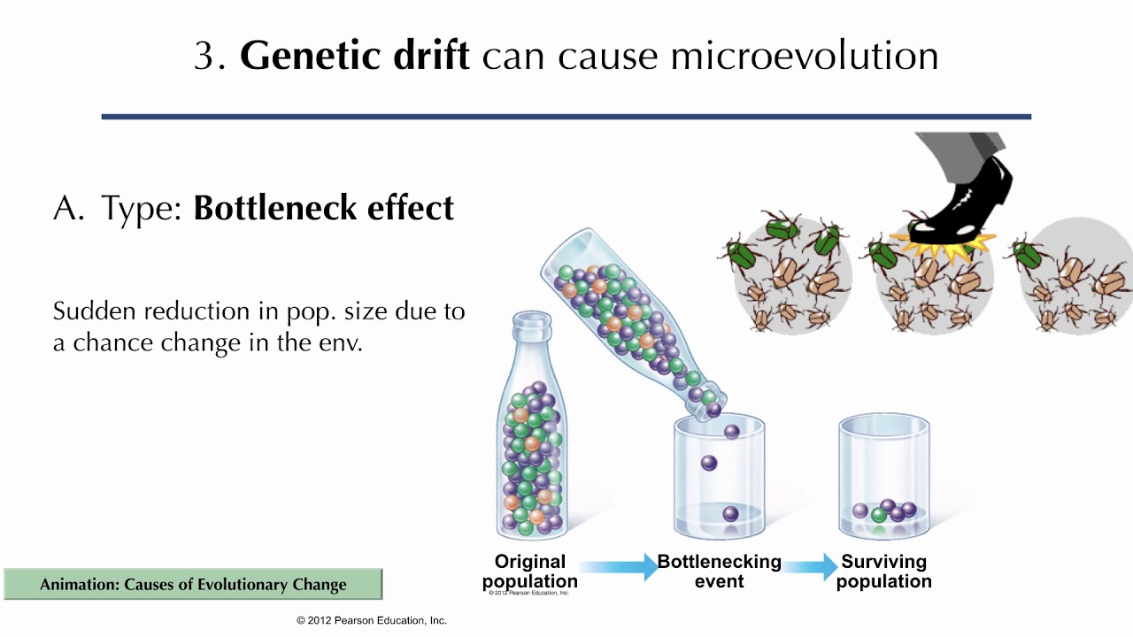 Population Genetics: Mechanisms of Microevolution