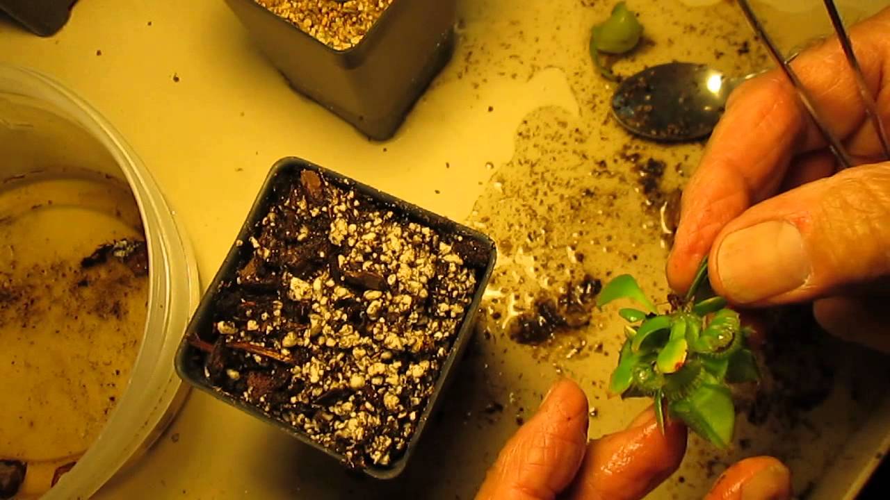How I Propagate Cephalotus