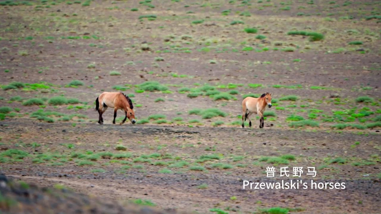 The Sounds of Xinjiang--Wild call of Przewalski's horse