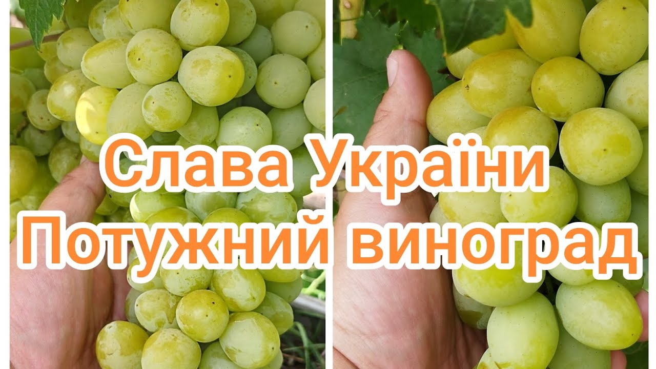 Слава України. Прекрасний виноград. Полтавська область, на 15 серпня.