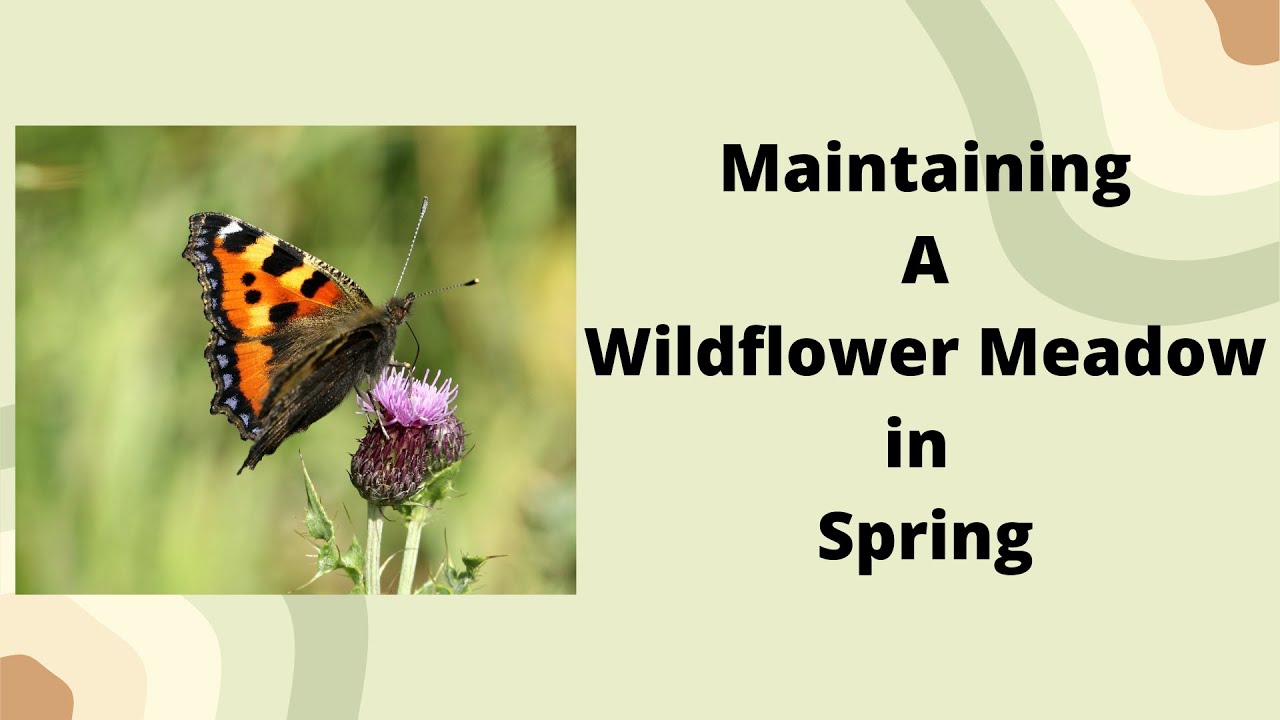 How to Maintain a Wildflower meadow...The Spring Trim