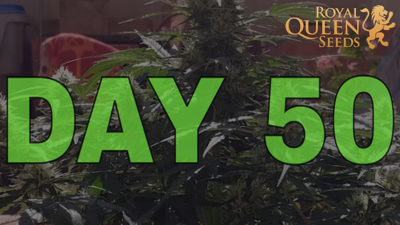 Quick One Autoflower Day 50