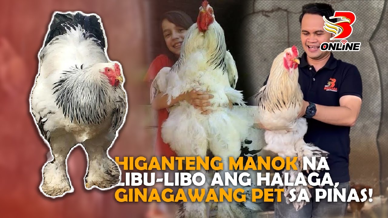 Higanteng manok na libu libo ang halaga, ginagawang pet sa Pinas!