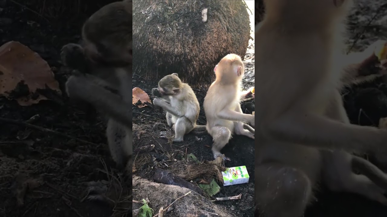 Monkey Daily Show
