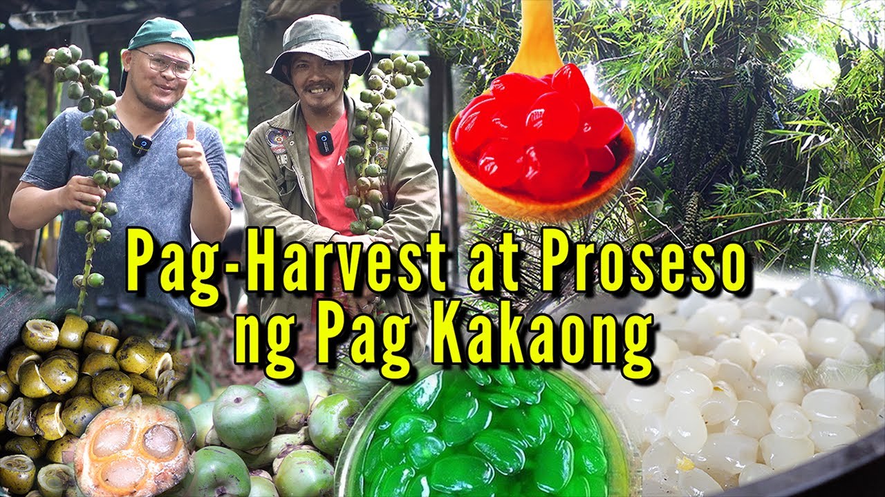 Pag Harvest at Process ng Kaong - Saan ba nag mula ang Kaong?