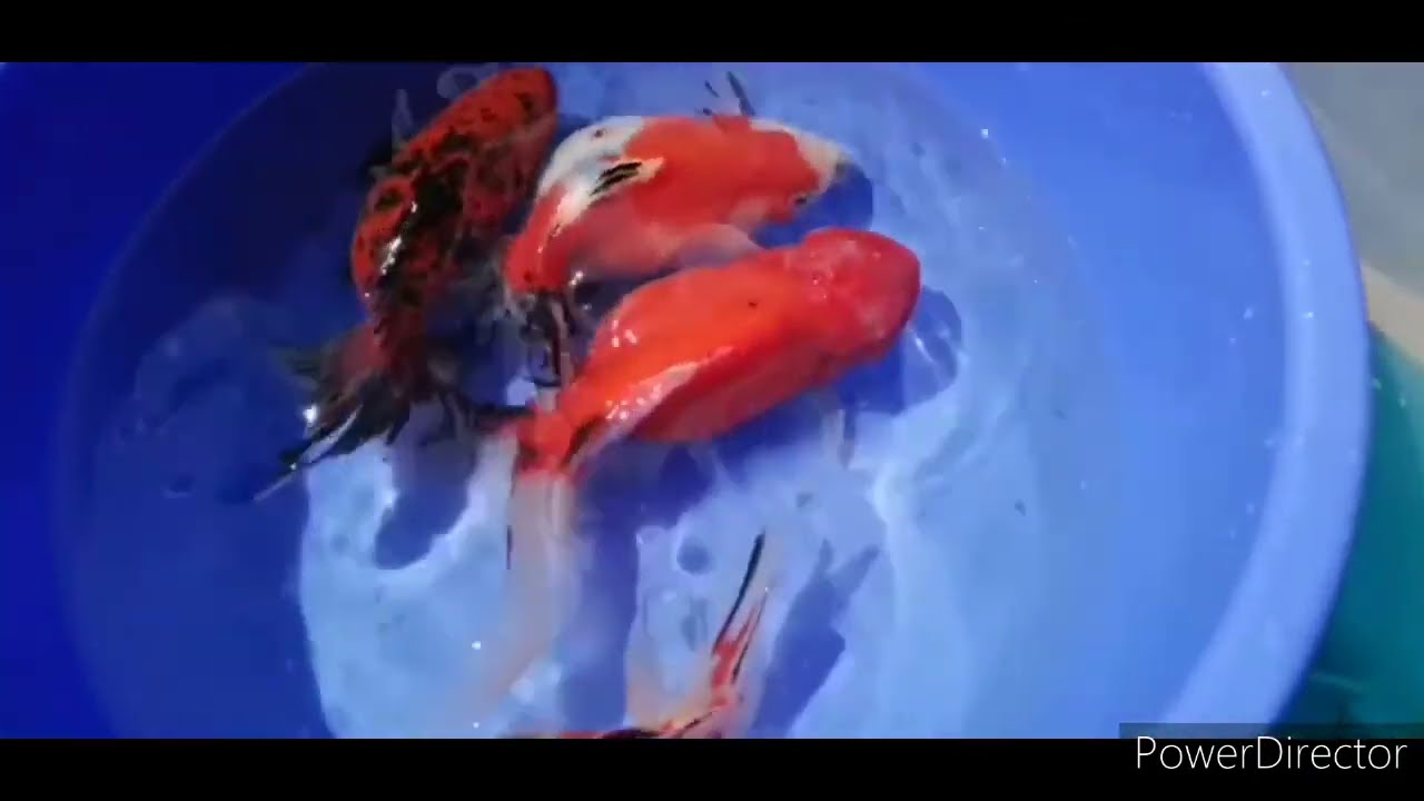 Cum înmulțesc eu carasii ornamentali