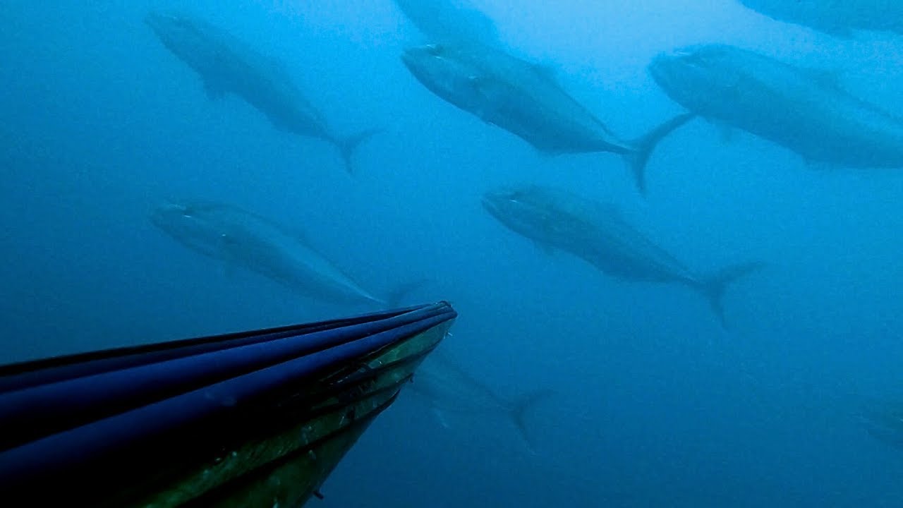 una serviola gigante corta el nylon con Javier Camacho del equipo Mares
