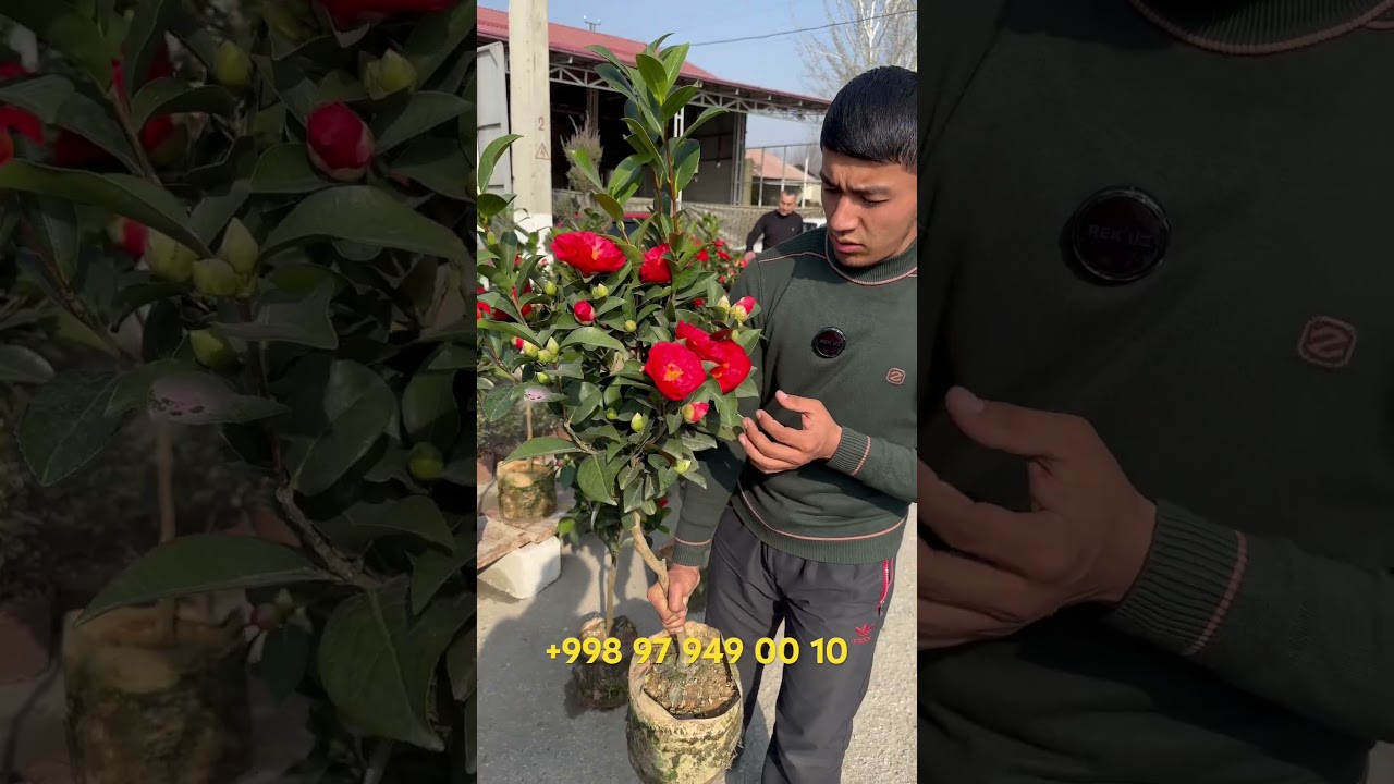 КАМЕЛИЯ ГУЛЛАРИ CHIROYLI VA KATTA GULLAR