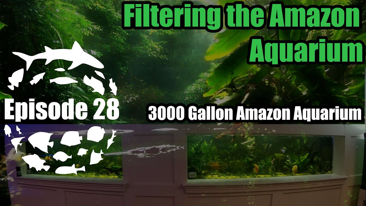 Filtering the 3000 Gallon Planted Big Cichlid Amazon Aquarium! DIY Nature Filter! Huge Filter!
