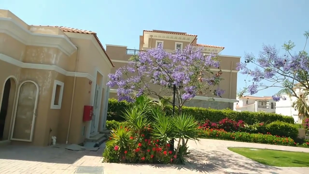 شجرة الجاكرندا بدأت تزهر في شغلنا