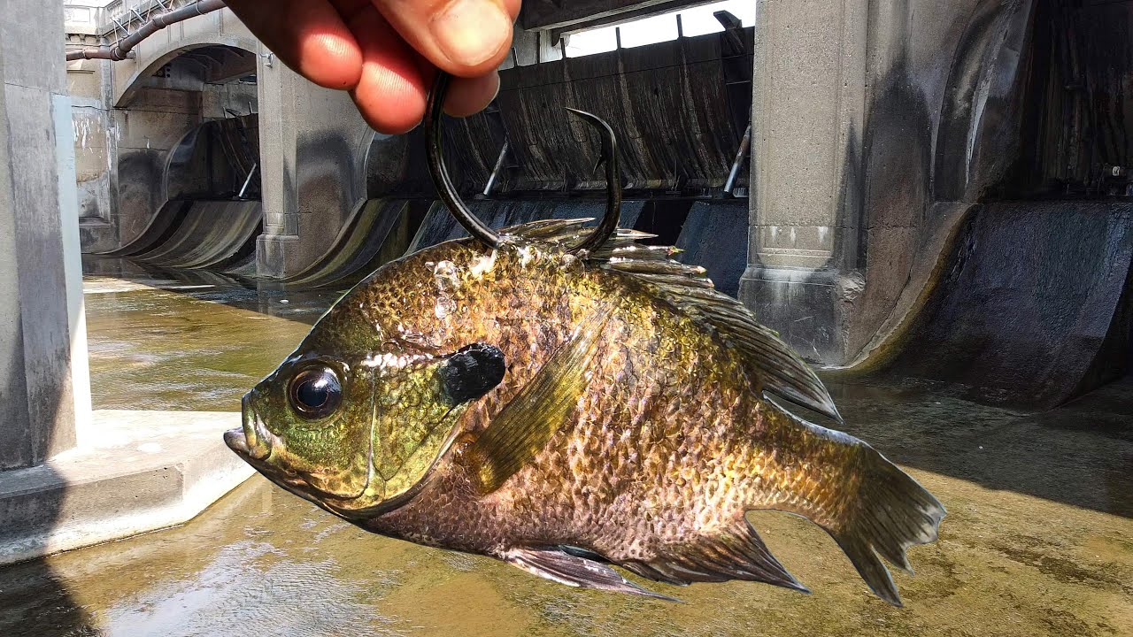 MONSTERS Of the LOST SPILLWAY!!! (New PB)