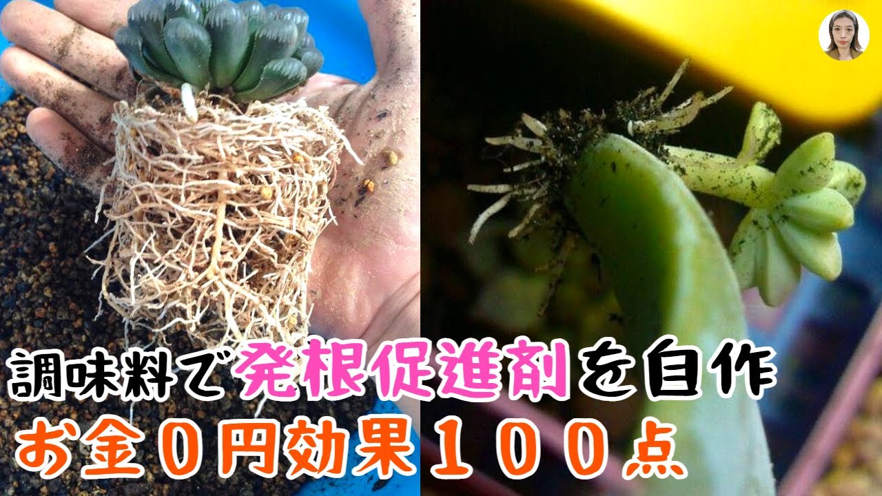 発根剤を買うな！6種類の発根促進剤を自作、お金を節約する方法、少しだけで葉挿が100%成功｜花子
