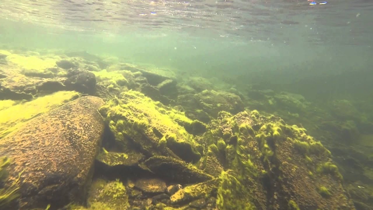 Harrfiske i Ammarn&auml;s 2015