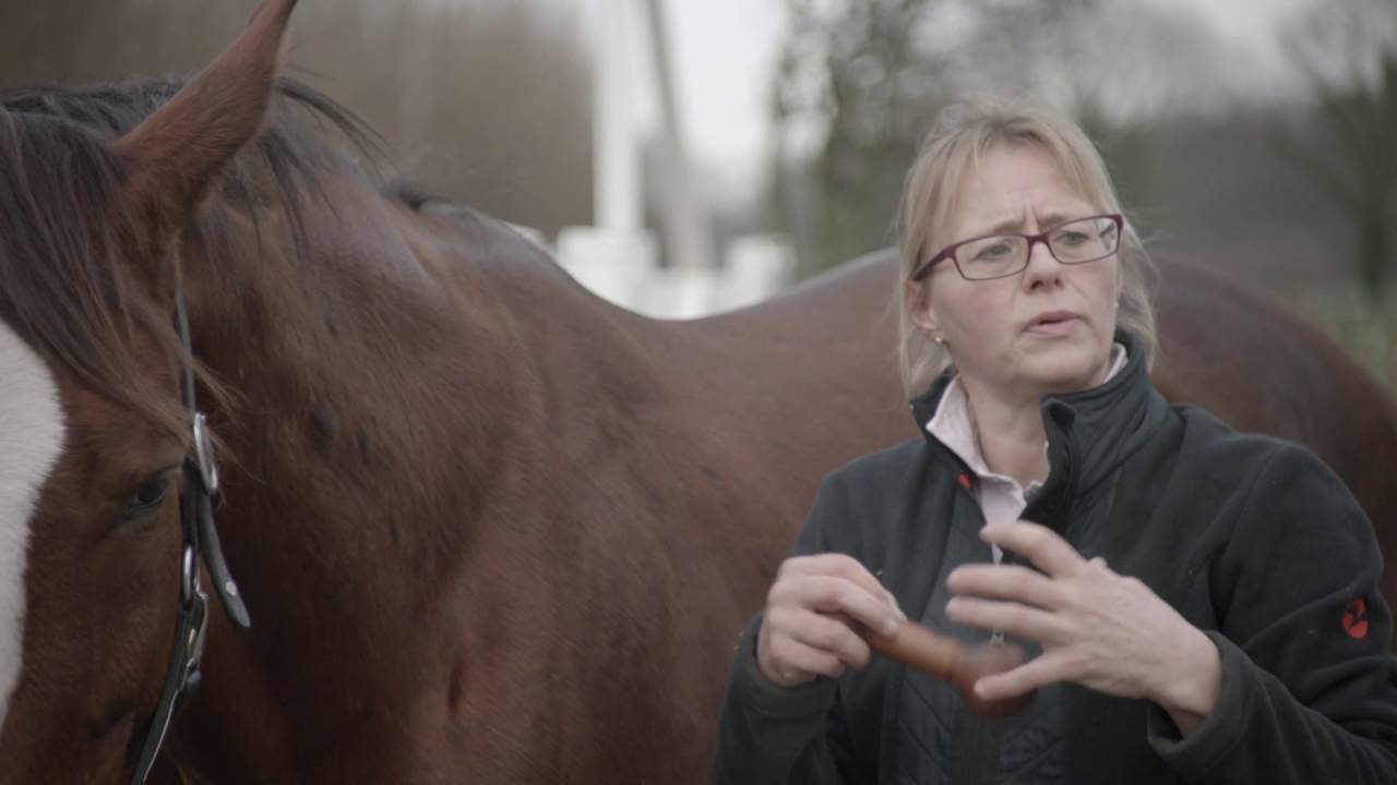 Massageübungen für das Pferd