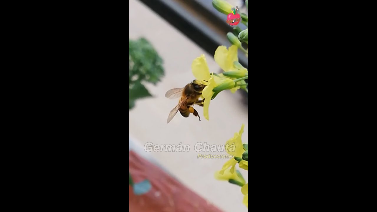 Abejas haciendo polinización y transportando polen