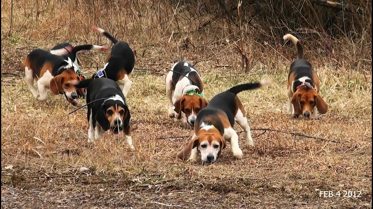 Skyview's Beagles Rabbit Hunt With Fortier And Reed No SHow Ron